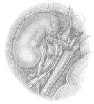 Zeichnung Niere Nr. 1