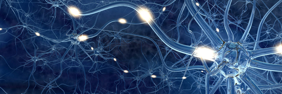 Reizweiterleitung in den Nervenzellen
