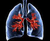 3D-Darstellung der Lunge